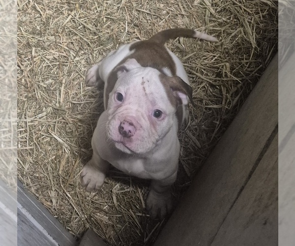 Medium Photo #1 American Bulldog Puppy For Sale in JASPER, GA, USA