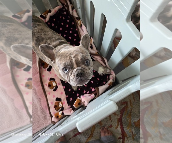 Medium Photo #1 French Bulldog Puppy For Sale in NAMPA, ID, USA