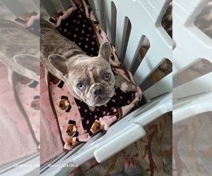 Mother of the French Bulldog puppies born on 04/23/2026