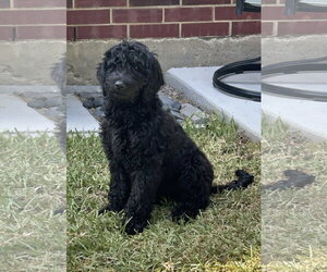 Goldendoodle Dogs for adoption in Fort Worth, TX, USA