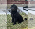 Small Goldendoodle