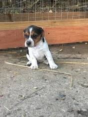 Beagle Puppy for sale in CANAL WINCHESTER, OH, USA