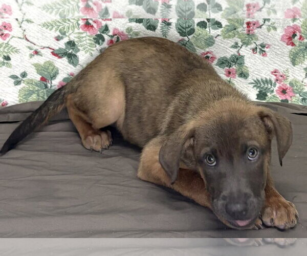 Medium Photo #2 Mutt Puppy For Sale in Wetumpka, AL, USA