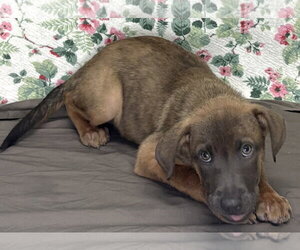 261235  Tanner - Male Mutt Dog for Adoption - Photo #2