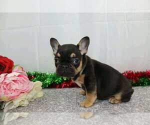 French Bulldog Puppy for sale in FREDERICKSBG, OH, USA