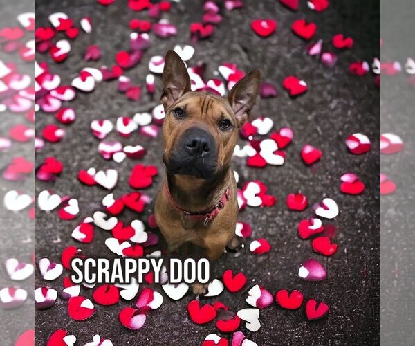 Medium Photo #14 American Staffordshire Terrier-Chinese Shar-Pei Mix Puppy For Sale in Port Clinton, OH, USA