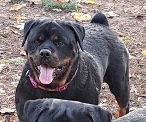 Mother of the Rottweiler puppies born on 04/09/2023