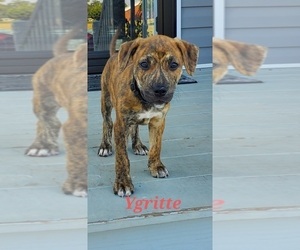 American Staffordshire Terrier-Catahoula Leopard Dog Mix Puppy for sale in JACKSONVILLE, NC, USA