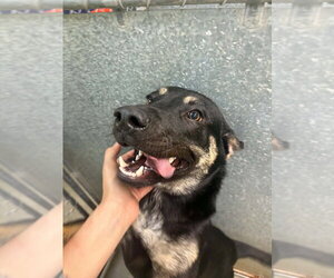 Dice - Male German Shepherd Dog-Unknown Mix Dog for Adoption - Photo #3