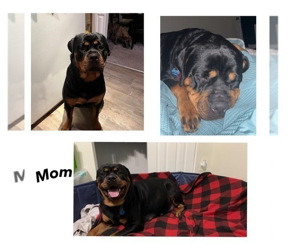 Medium Photo #1 Rottweiler Puppy For Sale in CLEARWATER, FL, USA