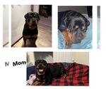 Small Photo #1 Rottweiler Puppy For Sale in CLEARWATER, FL, USA