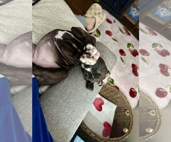 Medium Photo #2 American Pit Bull Terrier-Unknown Mix Puppy For Sale in Hillsboro, MO, USA
