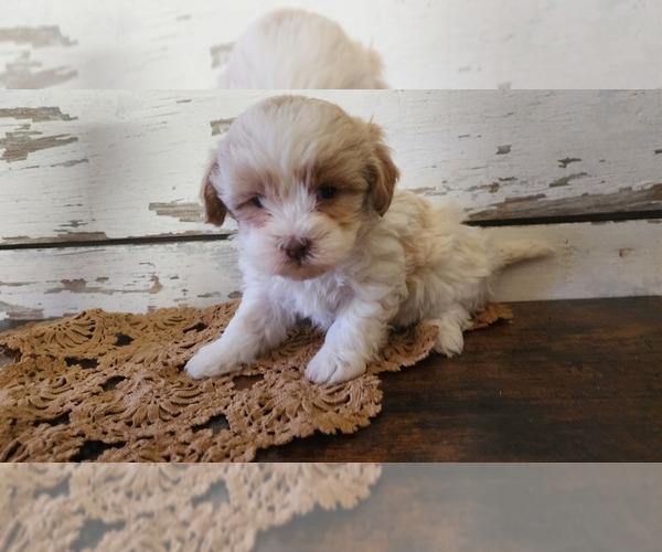 Medium Photo #7 Mal-Shi-Poodle (Miniature) Mix Puppy For Sale in GREENWOOD, WI, USA
