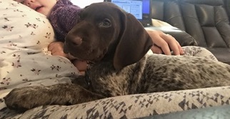 Father of the German Shorthaired Pointer puppies born on 06/05/2017