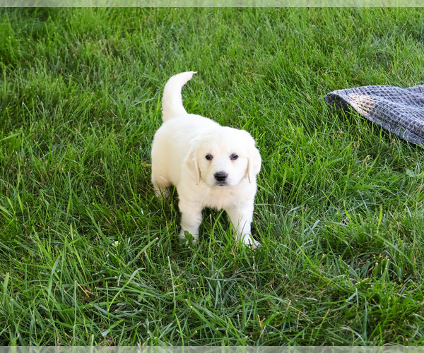 Medium Photo #2 English Cream Golden Retriever Puppy For Sale in SYRACUSE, IN, USA