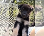 Small Photo #1 German Shepherd Dog Puppy For Sale in E LAURINBURG, NC, USA