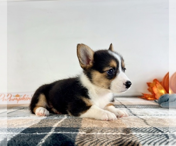 Medium Photo #4 Pembroke Welsh Corgi Puppy For Sale in GREENFIELD, IN, USA
