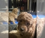 Small #3 Poodle (Miniature)