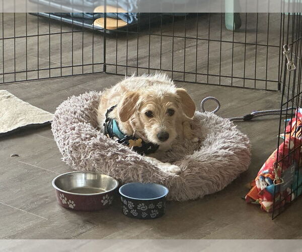Medium Photo #3 Labrador Retriever-Unknown Mix Puppy For Sale in Mundelein, IL, USA
