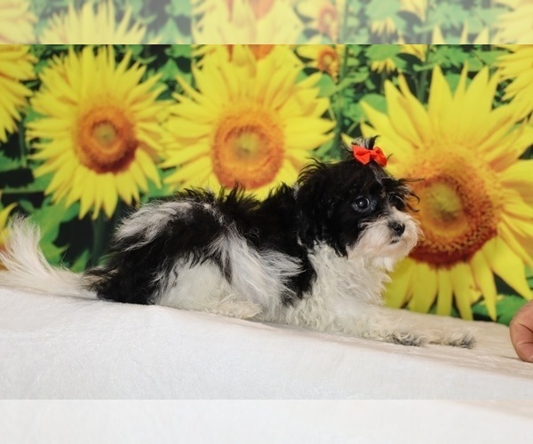 Medium Photo #26 Goldendoodle (Miniature) Puppy For Sale in DYERSBURG, TN, USA