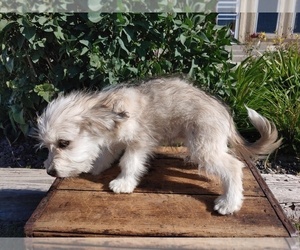 Bichon Frise-Miniature Australian Shepherd Mix Puppy for sale in CANON CITY, CO, USA
