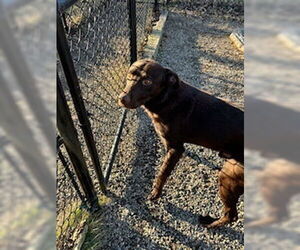 Mutt Dogs for adoption in Elmsford, NY, USA