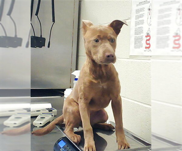 Medium Photo #1 Labrador Retriever-Unknown Mix Puppy For Sale in Fayetteville, NC, USA