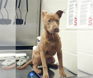 Labrador Retriever-Unknown Mix Dogs for adoption in Fayetteville, NC, USA