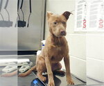 Small Labrador Retriever Mix