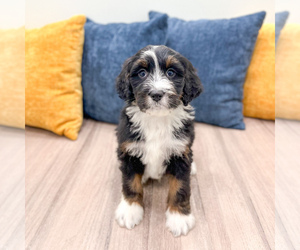 Bernedoodle (Miniature) Puppy for sale in DUNDEE, OH, USA