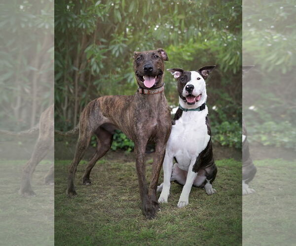 Medium Photo #2 Bull Terrier-Unknown Mix Puppy For Sale in Marina Del Rey, CA, USA