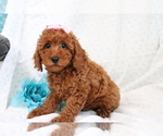 Small Photo #3 Poodle (Miniature) Puppy For Sale in SHILOH, OH, USA