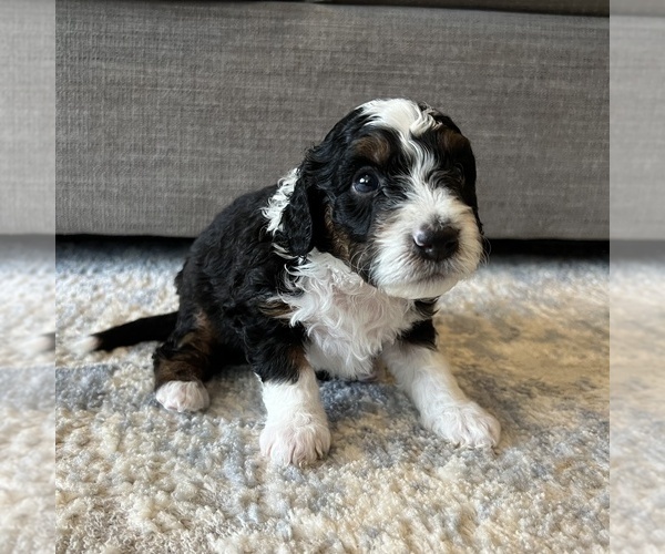 Medium Photo #6 Australian Mountain Dog Puppy For Sale in CULPEPER, VA, USA