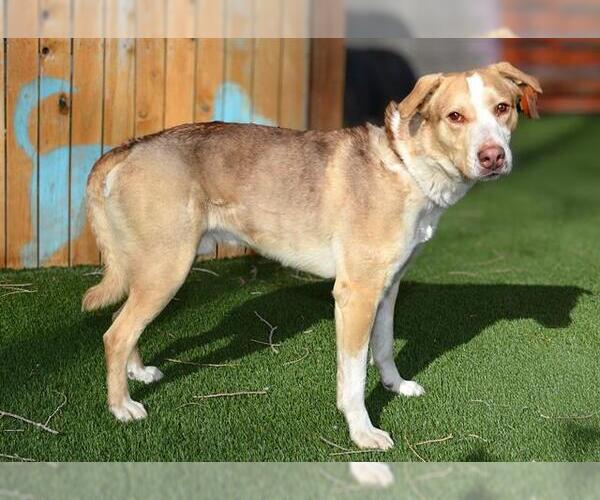 Medium Photo #1 Labsky Puppy For Sale in West Valley, UT, USA