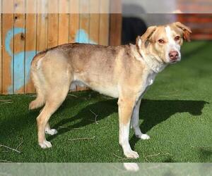 Labsky Dogs for adoption in West Valley, UT, USA