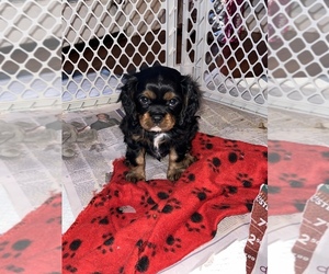 Cavalier King Charles Spaniel Puppy for sale in CORDOVA, MD, USA