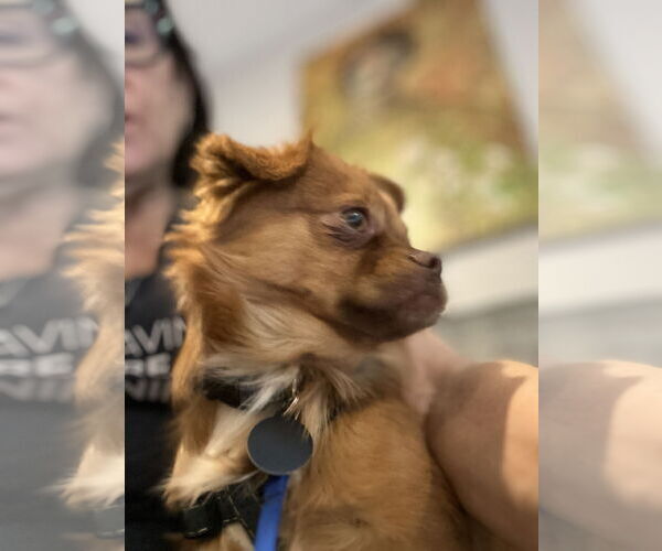 Medium Photo #4 Pomeranian-Unknown Mix Puppy For Sale in Bellevue, WA, USA