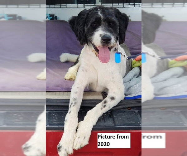 Medium Photo #5 Akitapoo Puppy For Sale in Rootstown, OH, USA