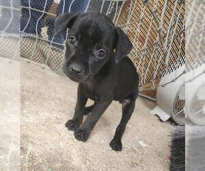 Mutt Dogs for adoption in San Antonio, TX, USA