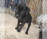 Small Mutt