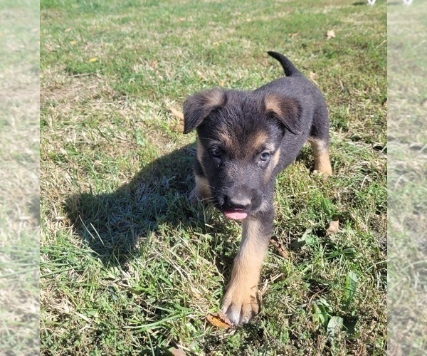 Medium Photo #1 German Shepherd Dog Puppy For Sale in HALF WAY, MO, USA