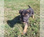 Small Photo #1 German Shepherd Dog Puppy For Sale in HALF WAY, MO, USA