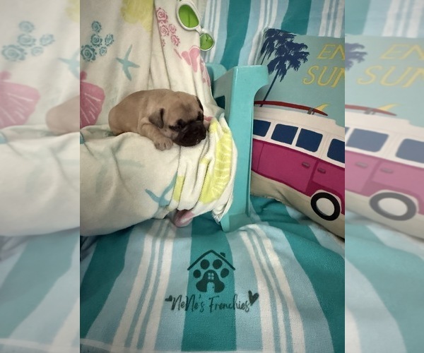 Medium Photo #6 French Bulldog Puppy For Sale in OPP, AL, USA