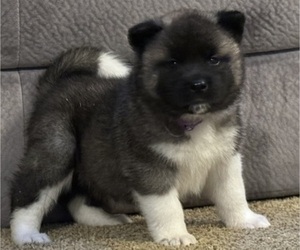 Akita Litter for sale in PITTSBURGH, PA, USA