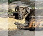 Small #3 Boxer Mix