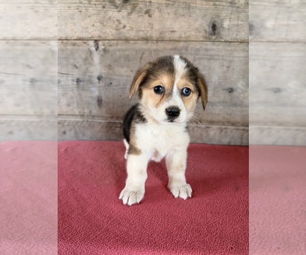 Medium Photo #1 Pembroke Welsh Corgi Puppy For Sale in VERMONTVILLE, MI, USA