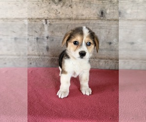 Pembroke Welsh Corgi Puppy for sale in VERMONTVILLE, MI, USA
