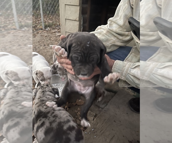 Medium Photo #6 Alapaha Blue Blood Bulldog Puppy For Sale in ALBANY, GA, USA