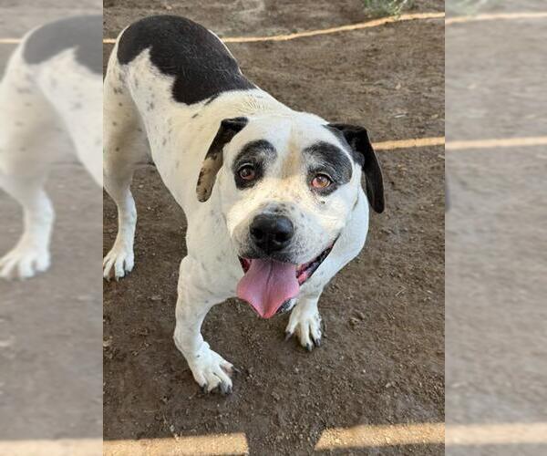 Medium Photo #2 Mutt Puppy For Sale in Riverside, CA, USA