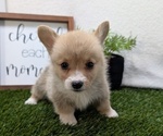 Small #6 Pembroke Welsh Corgi